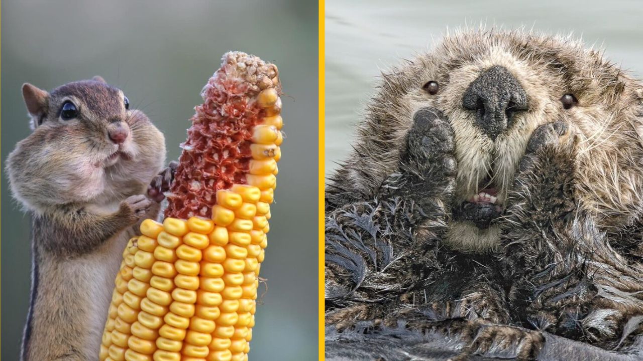 10 vtipných fotiek zvierat a prírody, ktoré vás pobavia #3