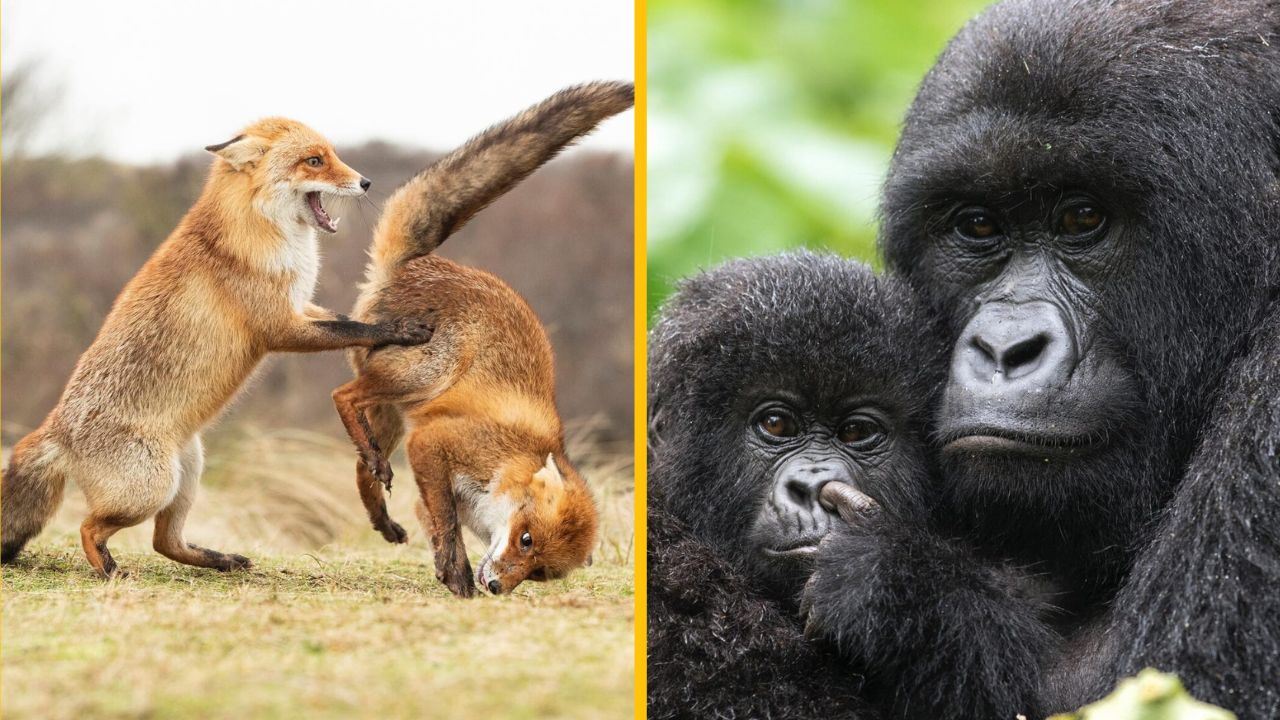 10 vtipných fotiek zvierat a prírody, ktoré vás pobavia #4