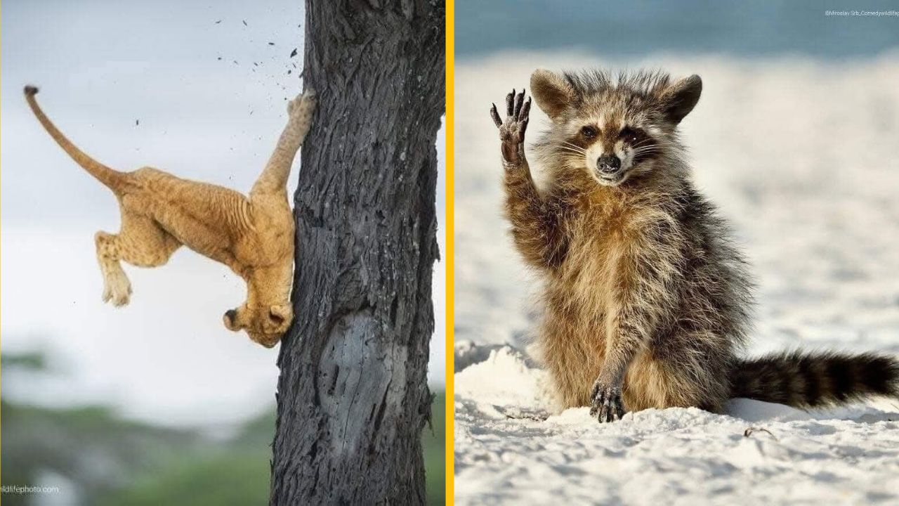 10 vtipných fotiek zvierat a prírody, ktoré vás pobavia #5