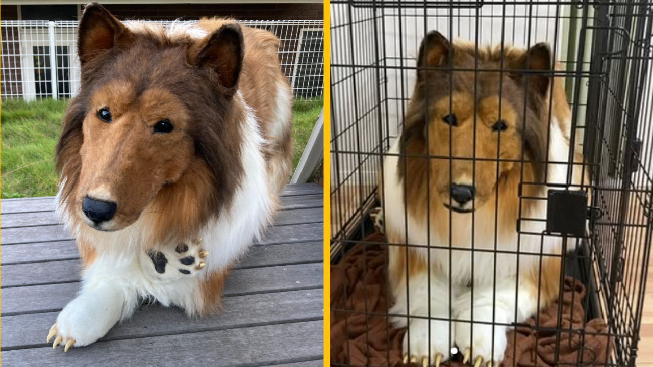 Muž žijúci v psom obleku za 14 000 € je nútený zavrieť „ľudskú ZOO“