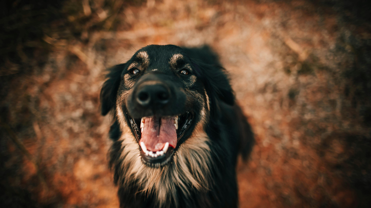 „Som veterinár a vysvetlím vám, čo znamená, keď na vás po príchode domov skáče pes.“