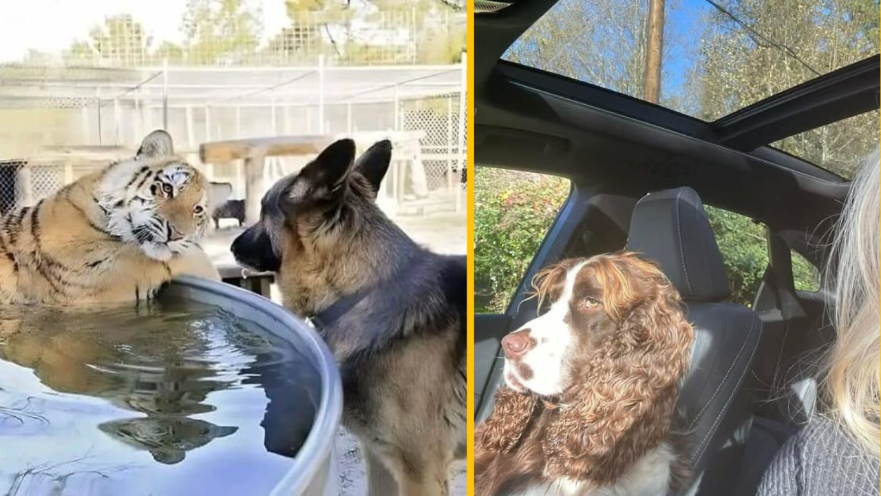 12 roztomilých zvieracích fotiek, ktoré vám zlepšia deň #2