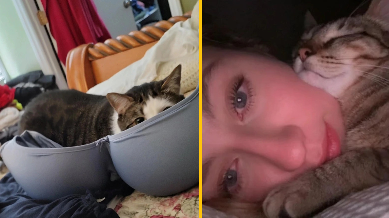 13 domácich miláčikov, ktorí nemajú žiadne zábrany