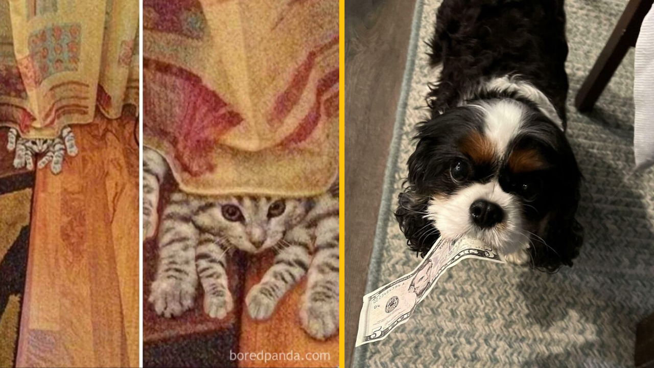 13 situácií, kedy zvieratá pobavili ľudí (2. časť)