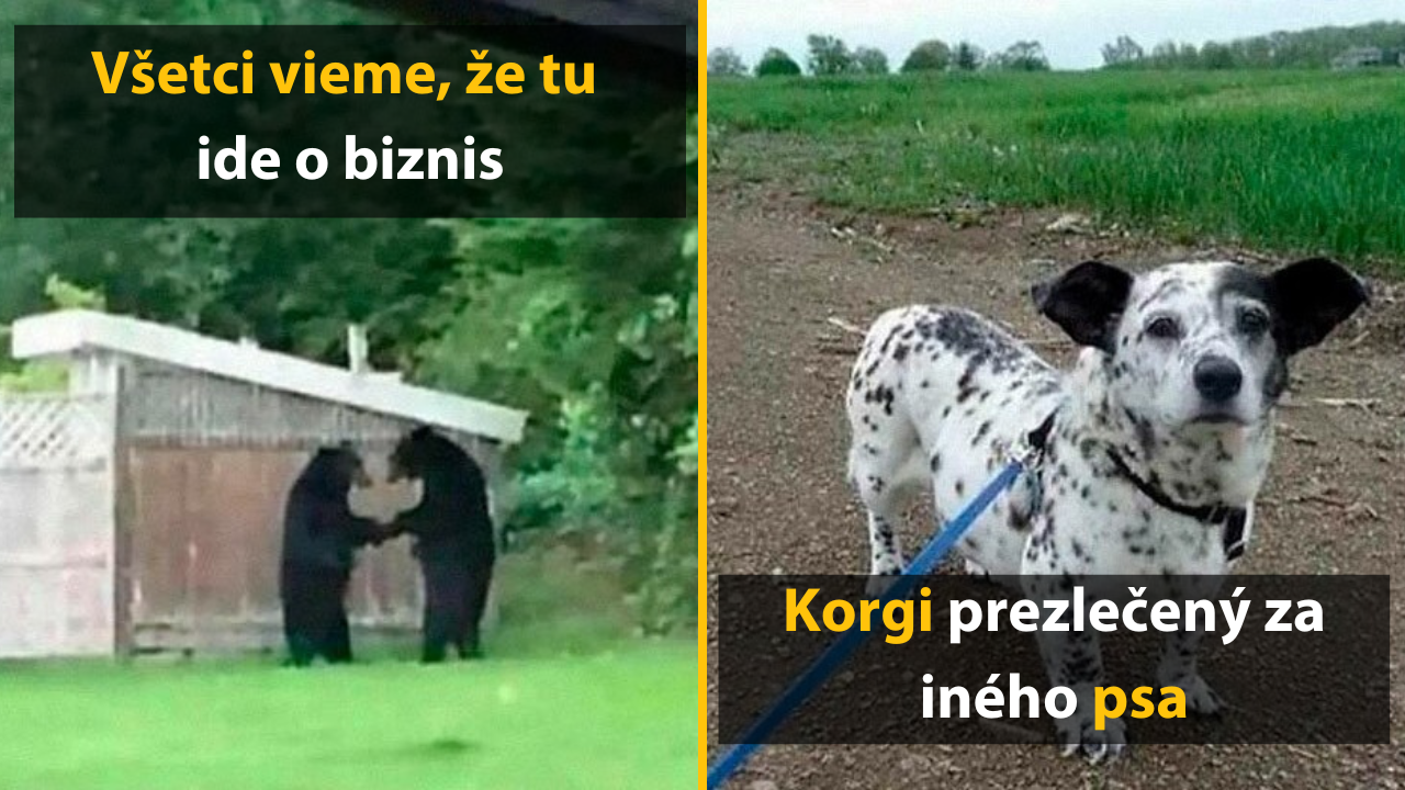 10 vtipných obrázkov zvierat, ktoré nás nikdy neprestanú baviť