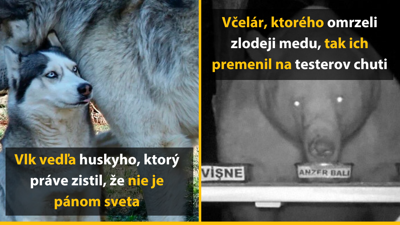 10 vtipných obrázkov zvierat, ktoré nás nikdy neprestanú baviť – 2. časť