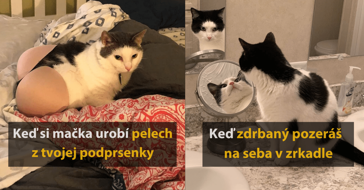 20 vtipných fotografií mačiek, na ktoré sa musíte pozrieť minimálne 2x