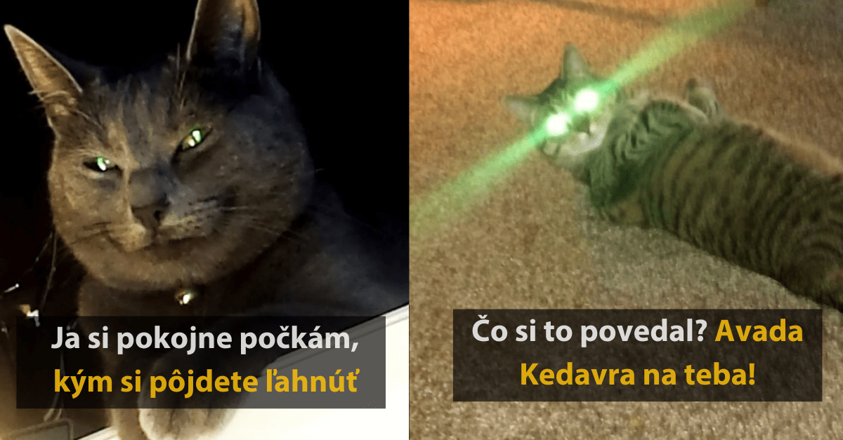 20+ démonických fotografií mačiek, ktoré by ste v noci stretnúť nechceli