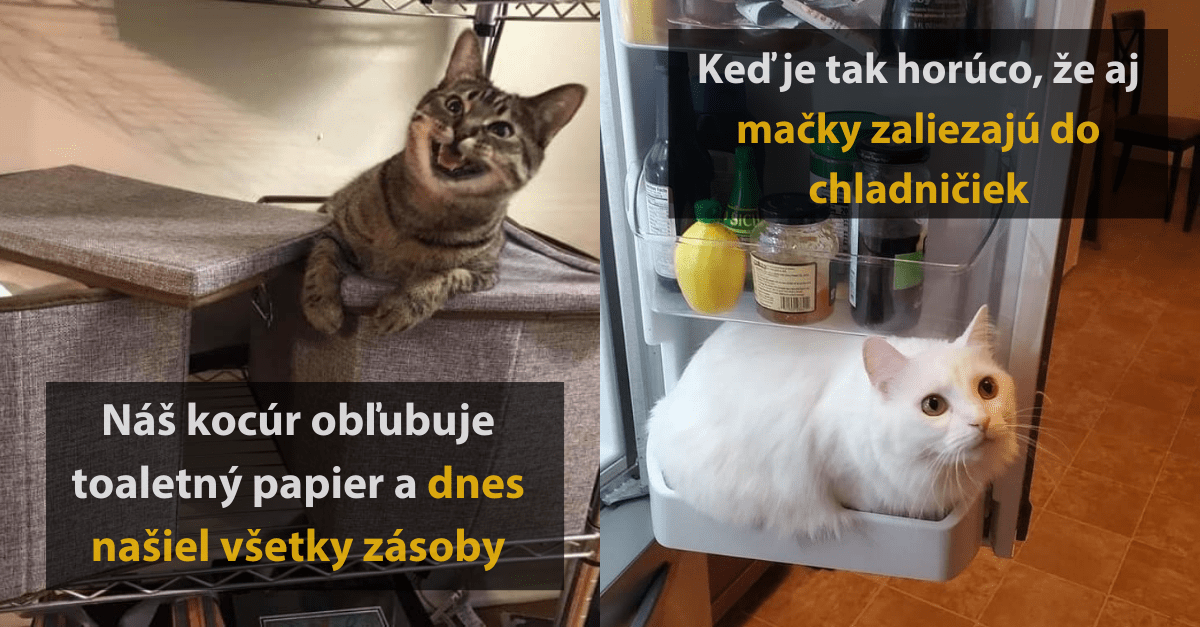 20 komických fotografií mačiek, ktoré musia byť vždy stredobodom pozornosti