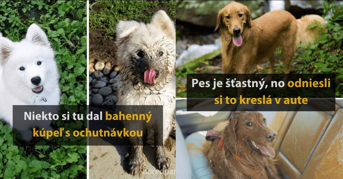 15 vtipných fotografií ušpinených psov, ktoré vám spravia deň