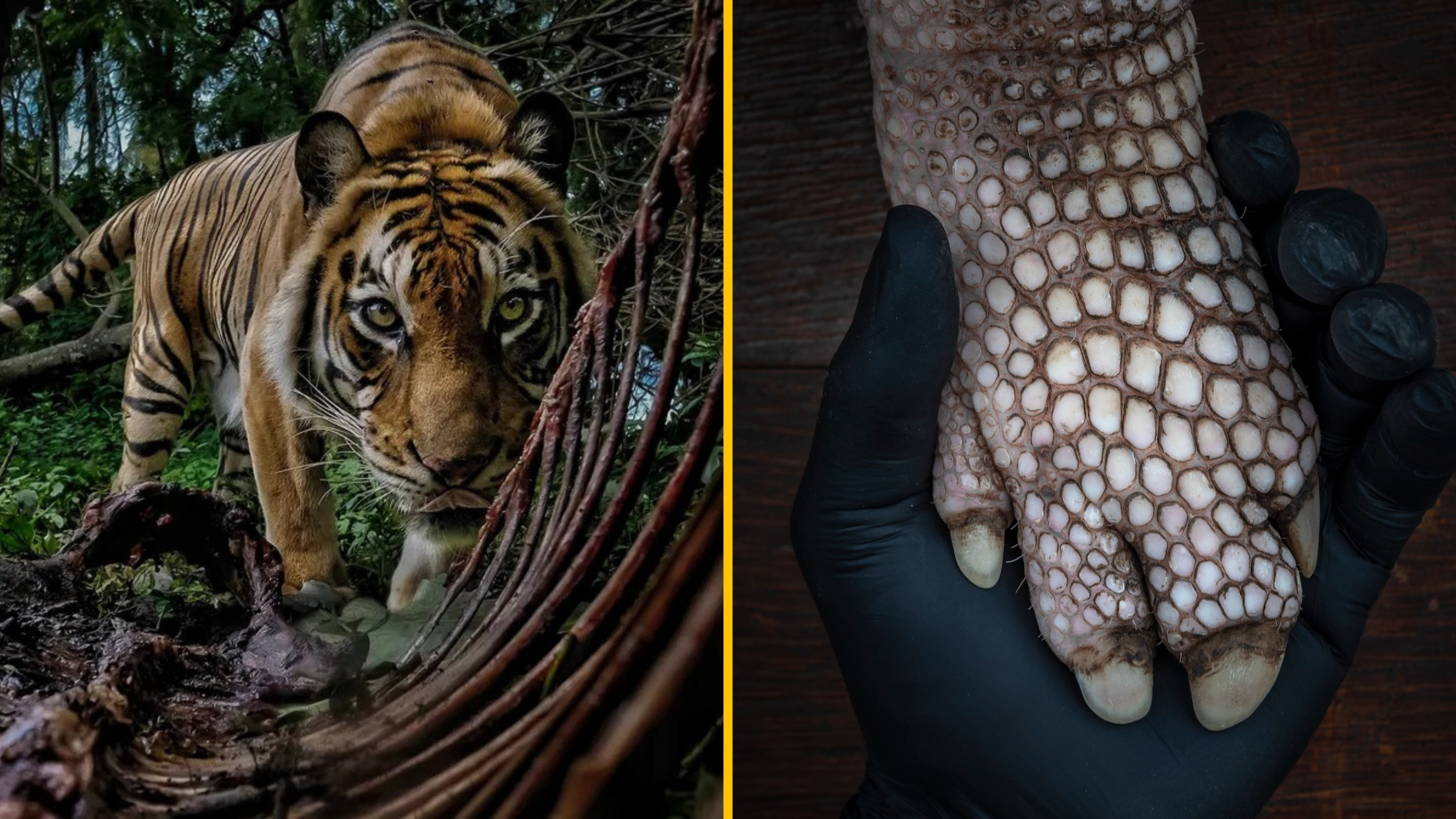 16 fascinujúcich záberov prírody z Environmental Photography Award 2025