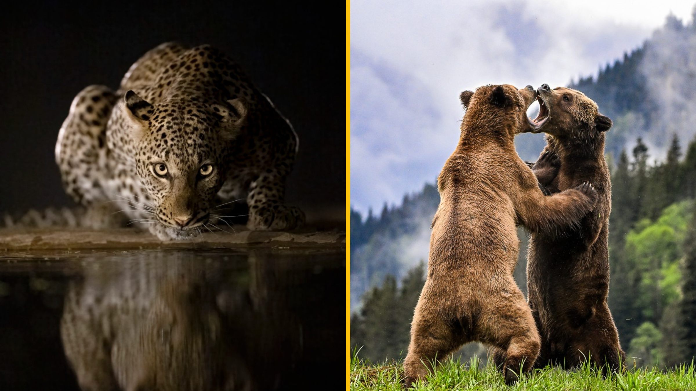 Divoká zver, ako ju nepoznáte: 20 dychberúcich fotografií z Fine Art Photography Awards 2025