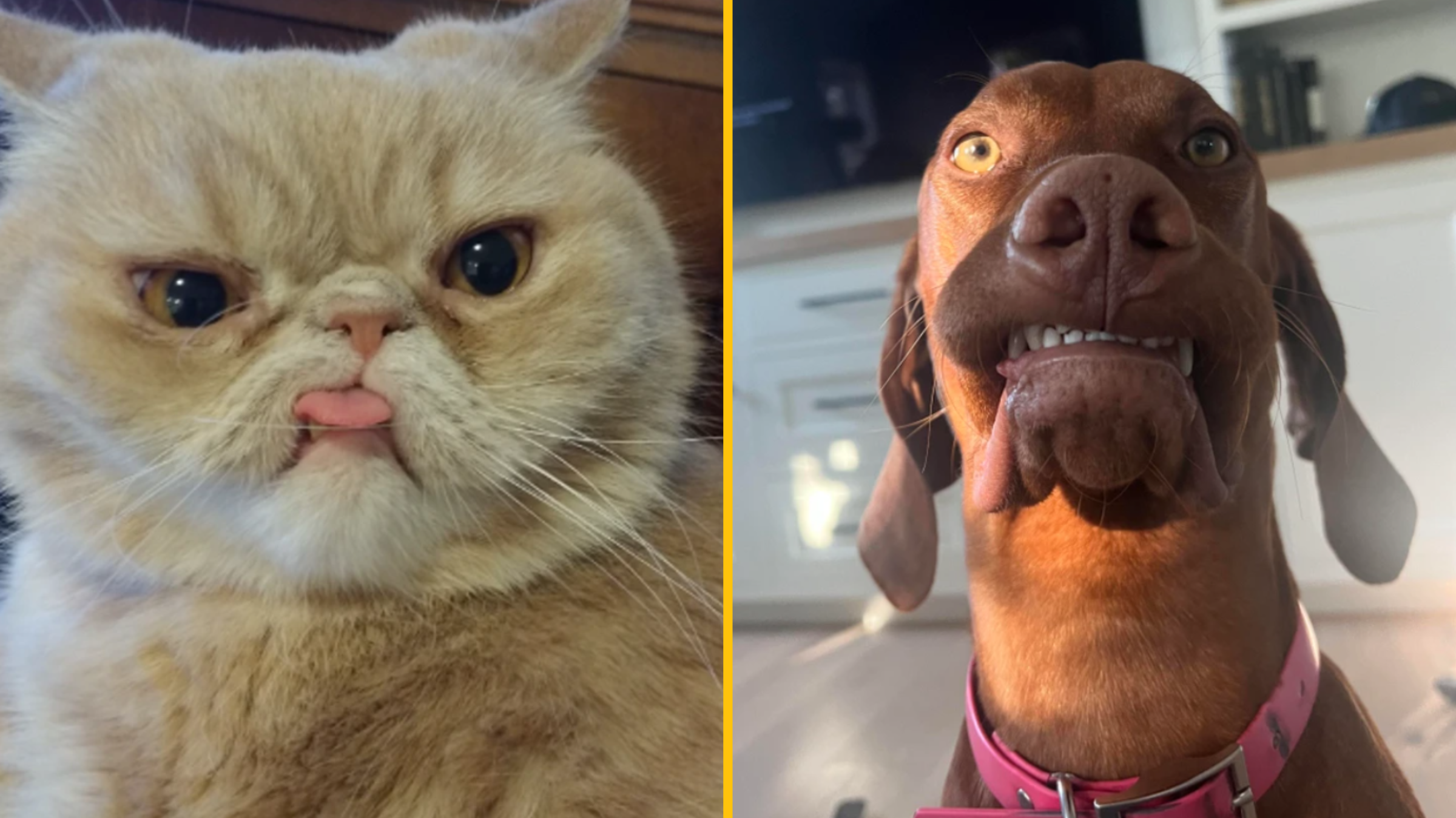 10 domácich miláčikov, ktorým by ste pokojne mohli dať Oscara. Za najlepší výraz roka.