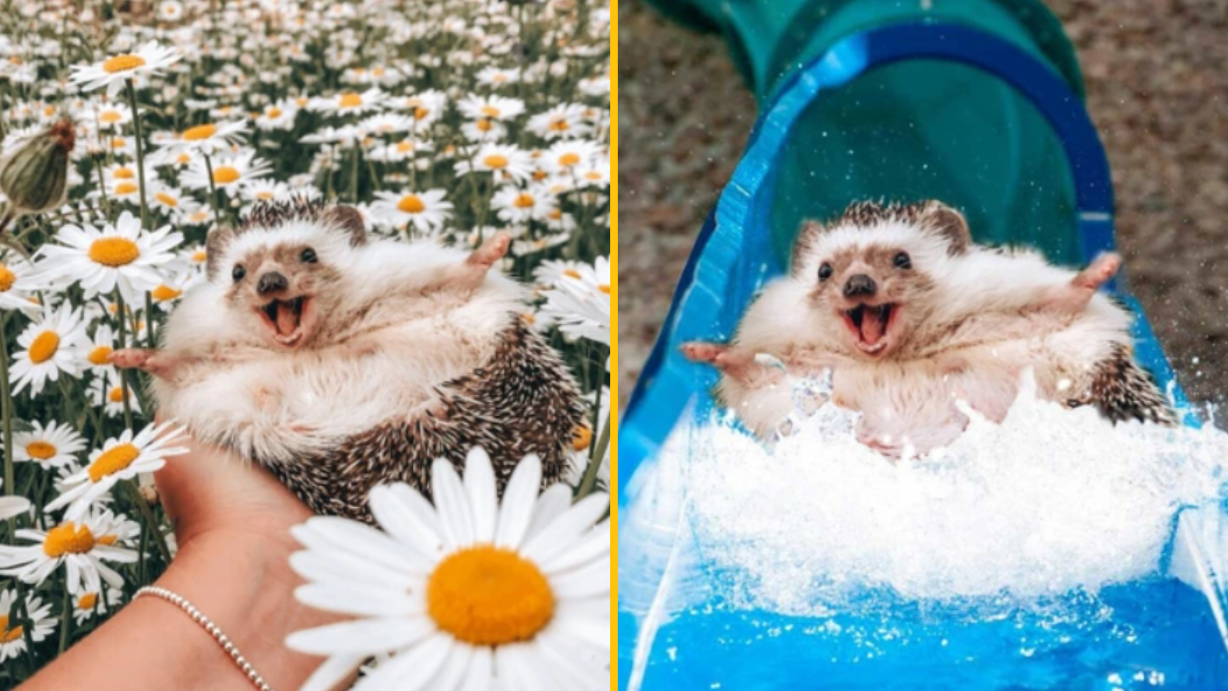 Úžasná sila Photoshopu: 10+ fotiek, ktoré vás zaručene pobavia