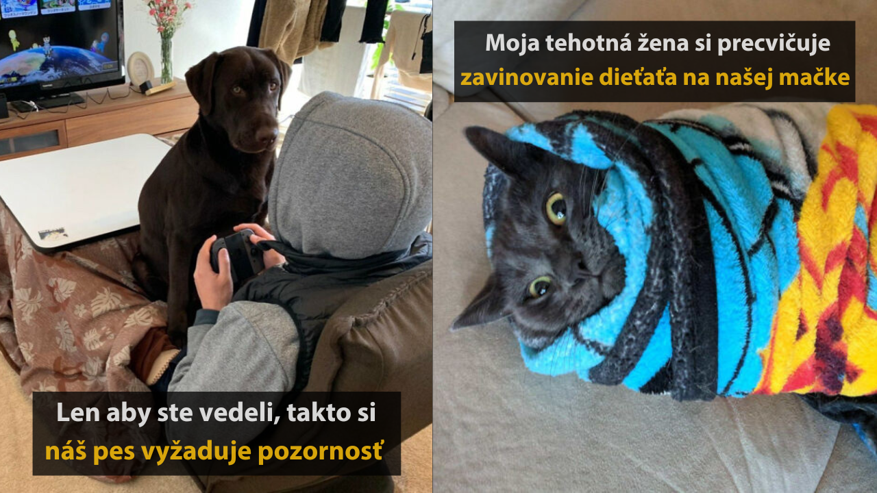 Zvieratá v akcii: Najvtipnejšie momentky, ktoré rozosmejú každého #3