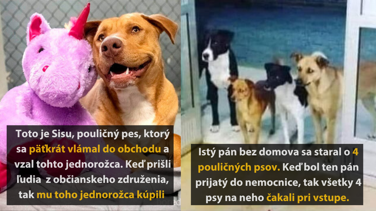 10 úžasných zvieracích príbehov, ktoré vás chytia za srdce #1