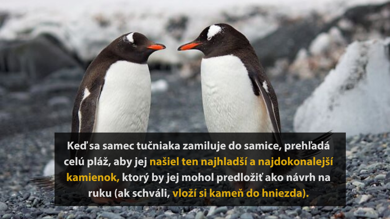 10 zaujímavých a prekvapivých faktov o zvieratách, ktoré ste určite nevedeli #1