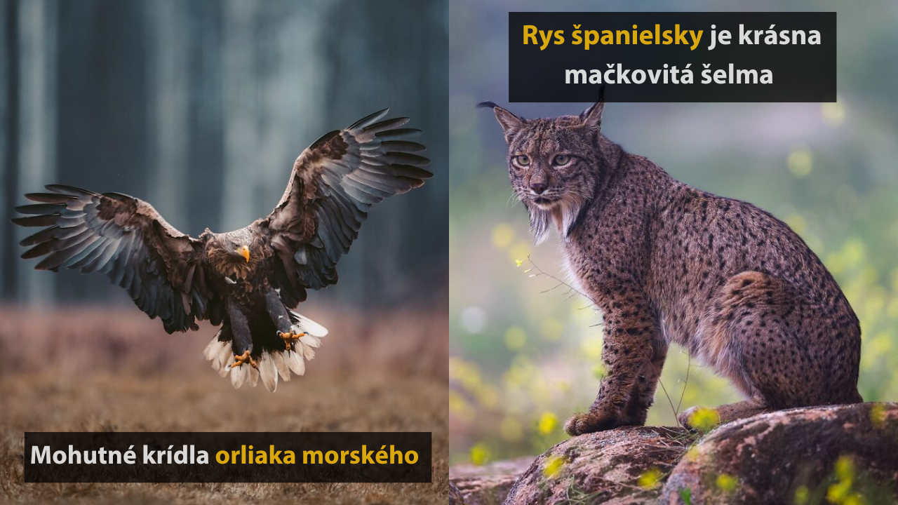 10 magických fotografií z divokej prírody od Jorena De Jagera #3