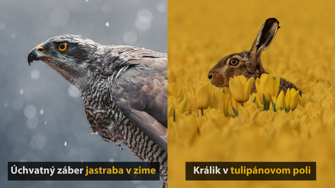 10 magických fotografií z divokej prírody od Jorena De Jagera #2