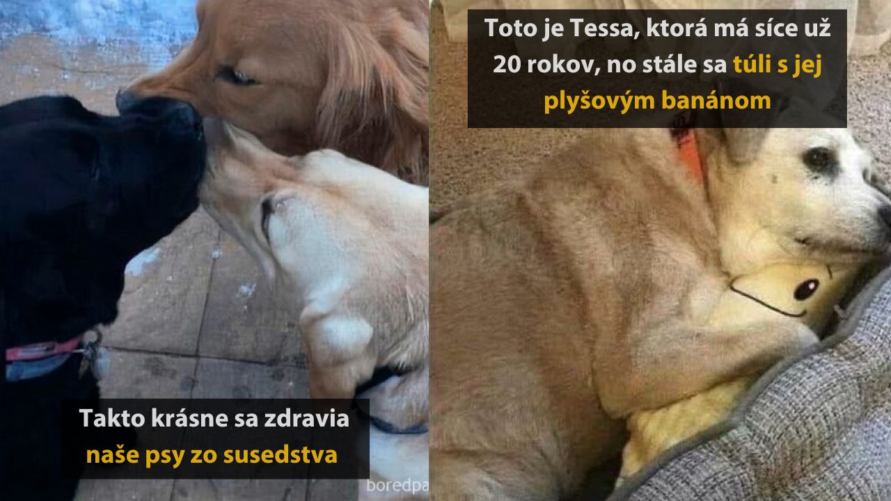 10 úžasných zvieracích príbehov, ktoré vás chytia za srdce #2
