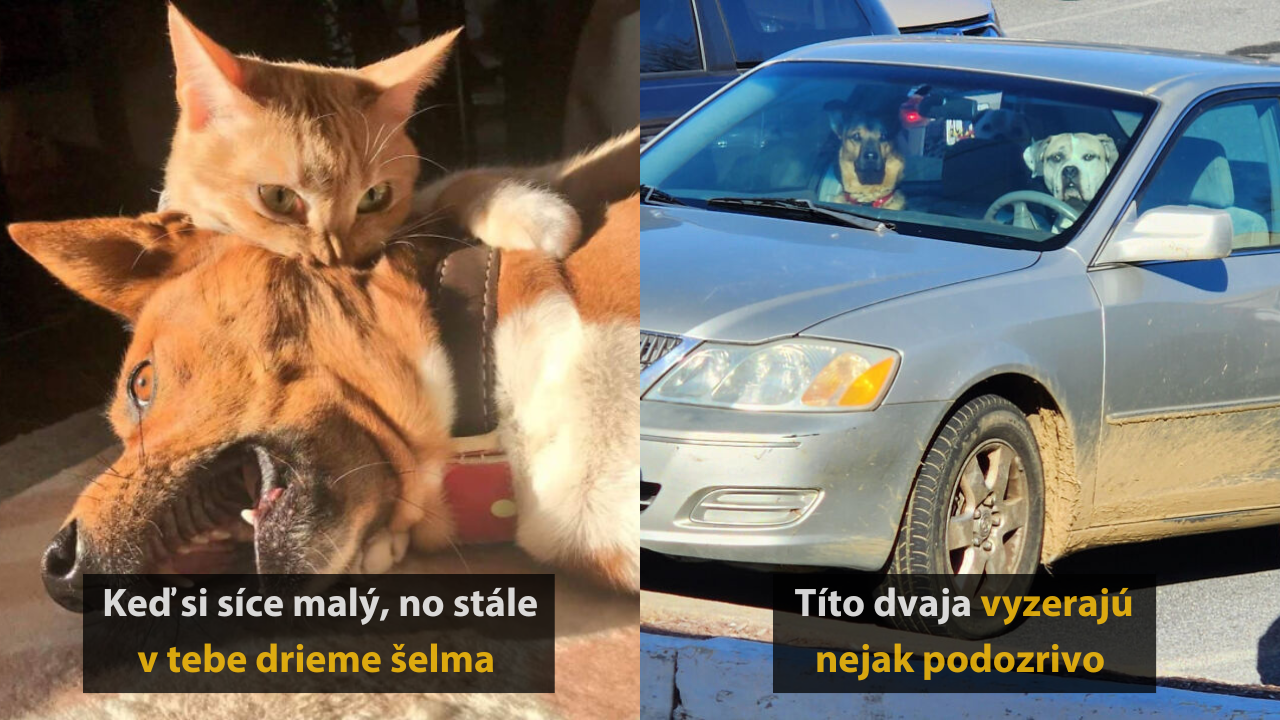 Zvieratá v akcii: Najvtipnejšie momentky, ktoré rozosmejú každého #1