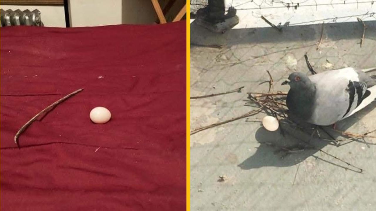 10 vtipných fotozáberov, kedy si holuby vytvorili tie najlenivejšie hniezda