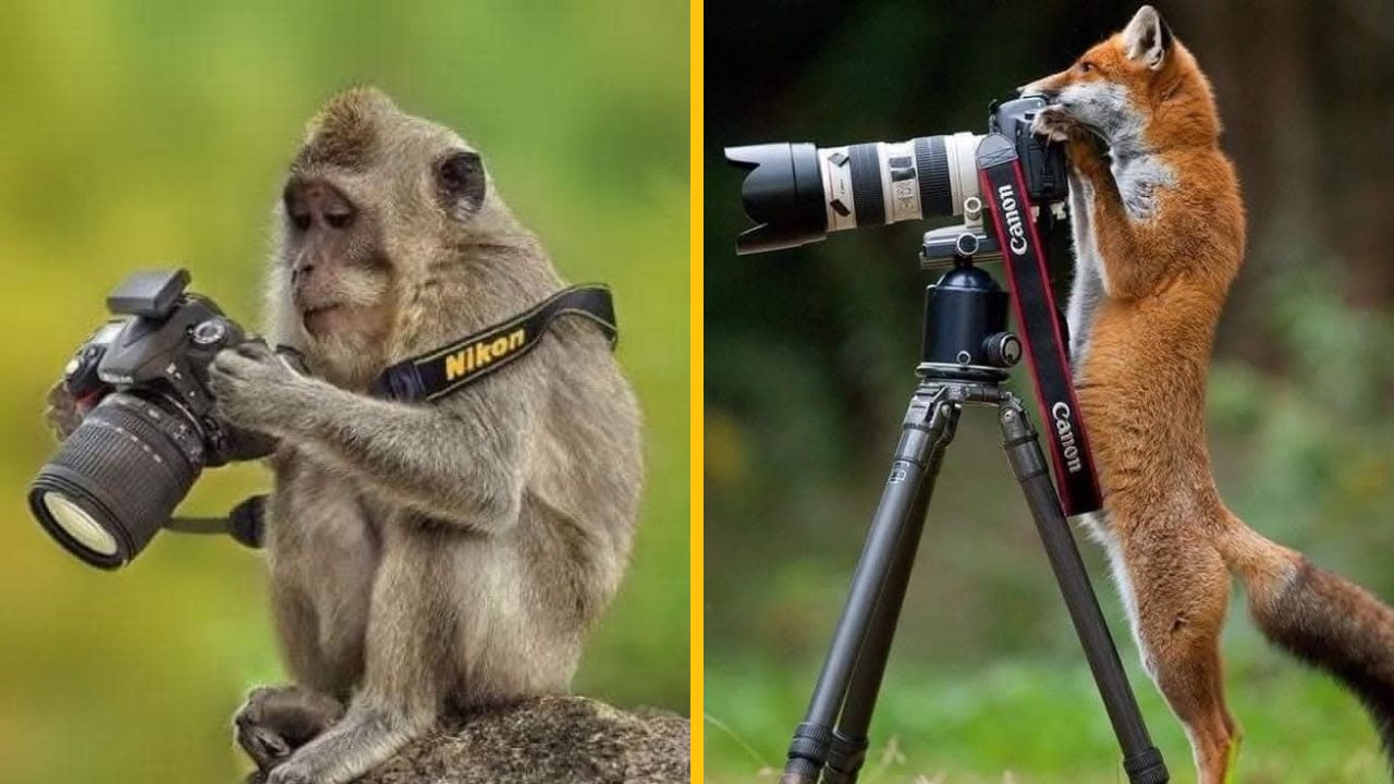 15 naozaj vtipných momentiek, kedy sa zvieratá v divokej prírode snažili byť fotografom