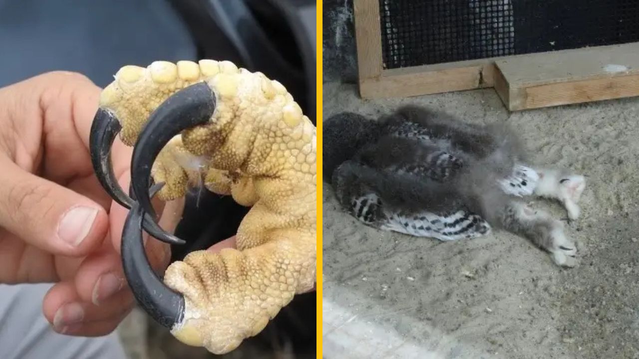 15 vzácnych obrázkov, ktoré ukazujú stranu sveta, o ktorej 99 % ľudí netuší, že existuje