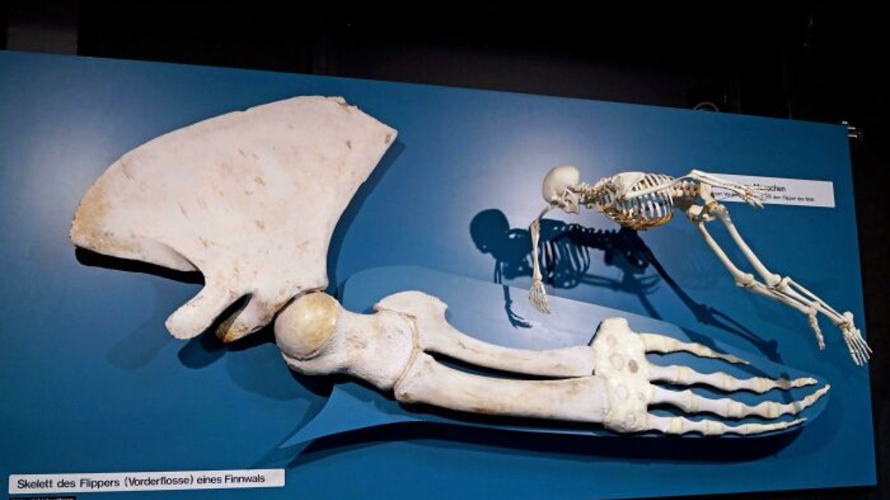 15 zaujímavých fotiek, ktoré ste pravdepodobne ešte nevideli