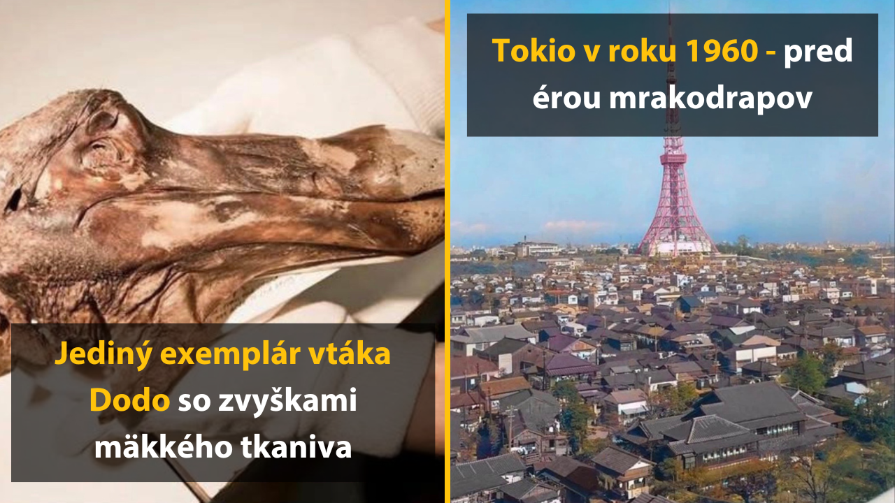 10 jedinečných fotografií, ktoré vás prekvapia a pobavia zároveň