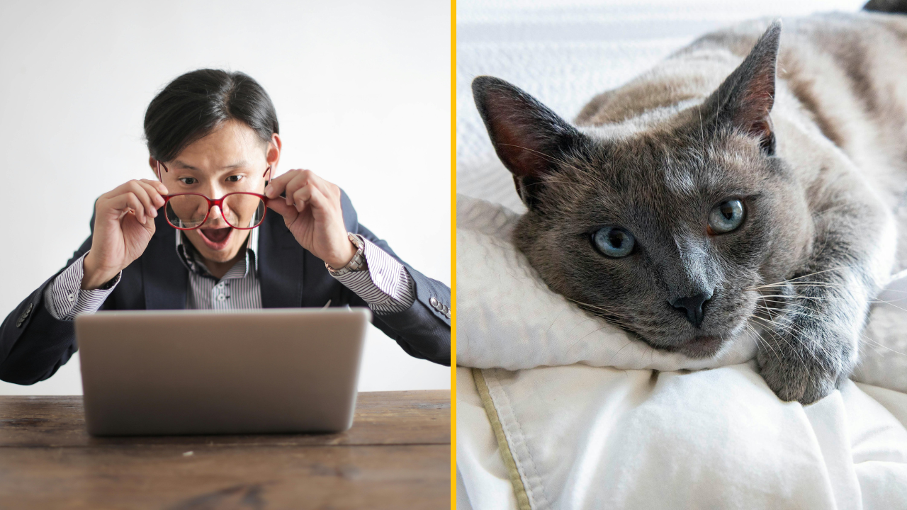 Žena pozerala inzeráty na stráženie mačiek a narazila na jeden skvost