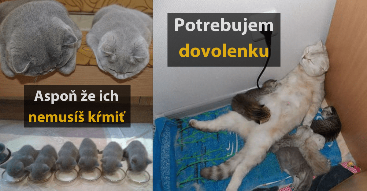 15 utrápených mačacích rodičov, ktorí už svoje ratolesti nedávajú
