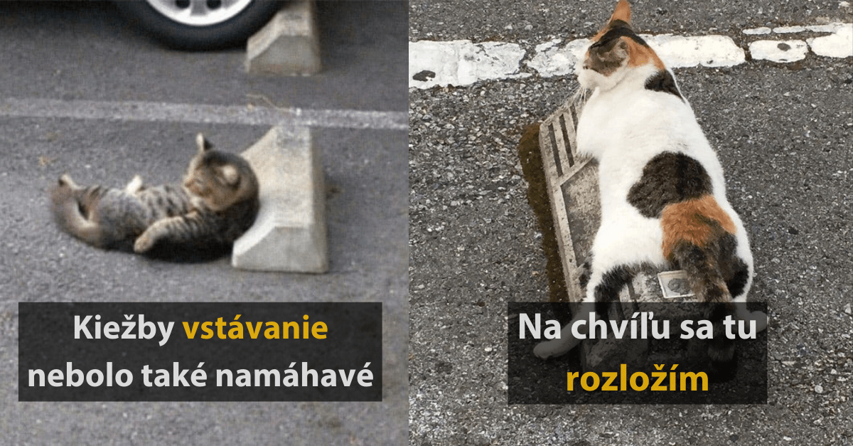 10+ mačiek, ktoré s obľúbili veľmi nezvyčajné miesto na oddych