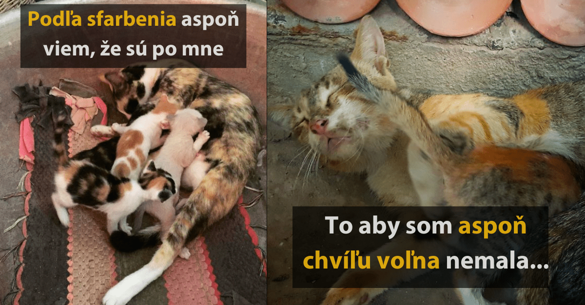 15+ vtipných fotografií mačiek, ktoré už naozaj nezvládajú rodičovstvo