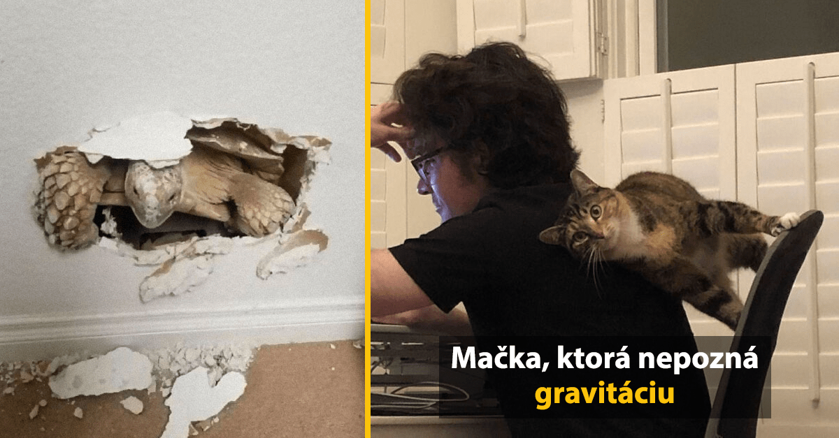 15 záhadných fotografií v hlvnej úlohe so zvieratami, ku ktorým by sa hodil kontext