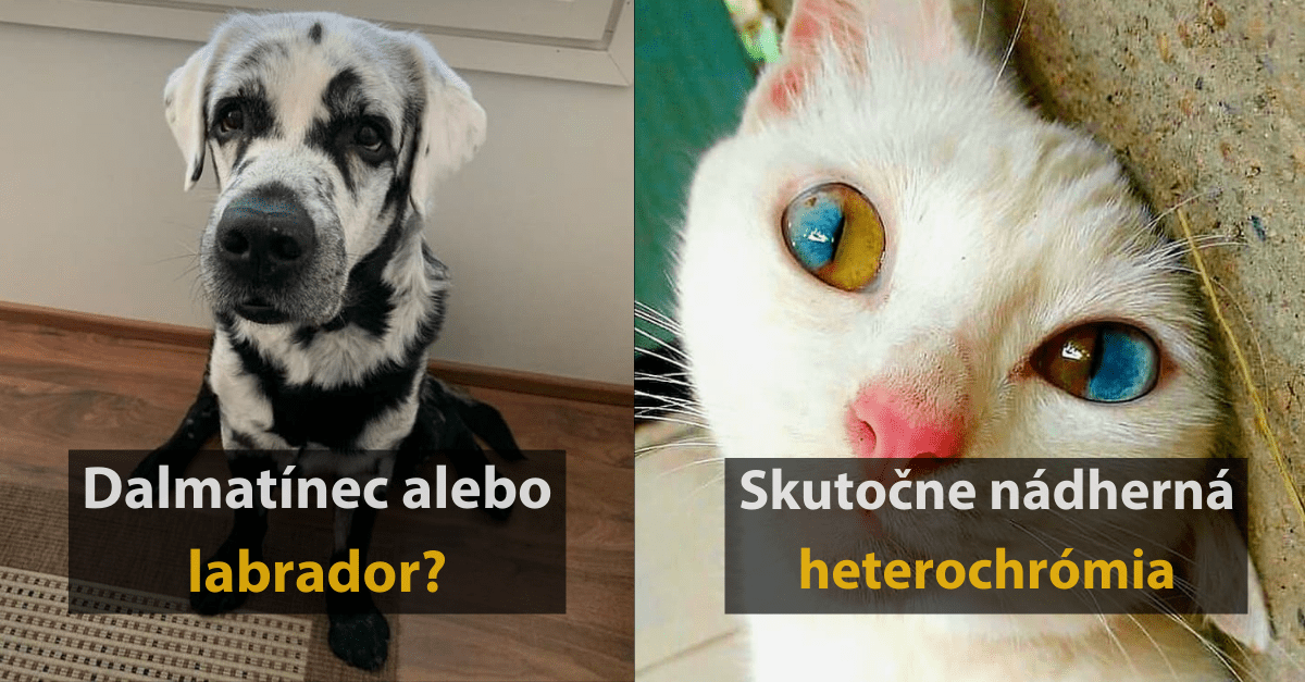 20+ fotografií zvierat, ktoré príroda obdarovala nejakou zvláštnosťou