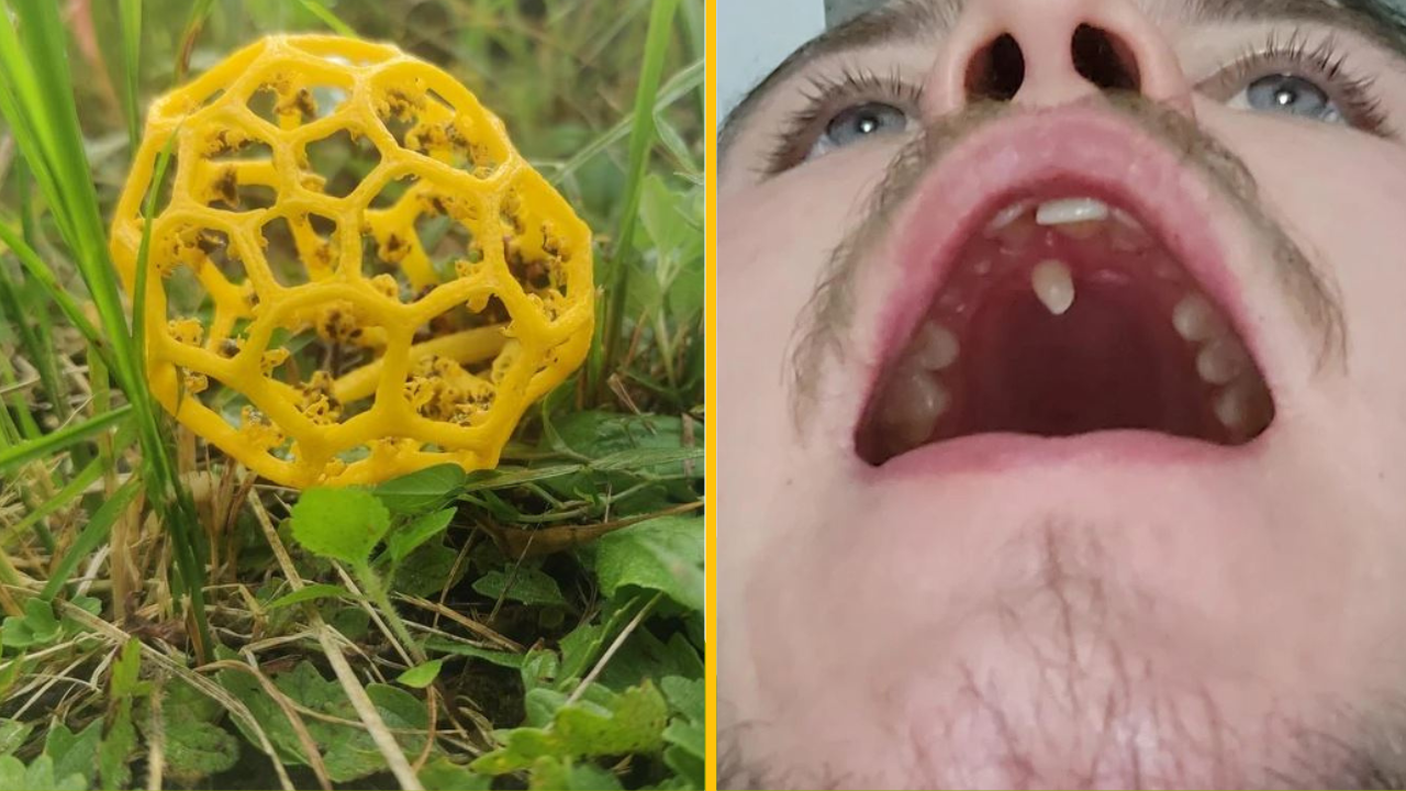 20+ neobvyklých vecí, ktoré ste pravdepodobne ešte nikdy nevideli