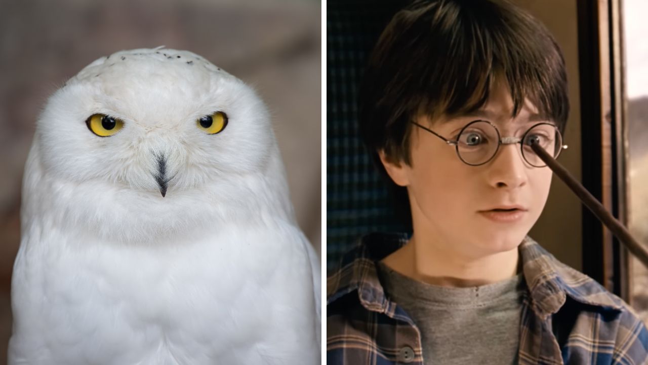 Len praví Potterheadi zvládnu tento Harry Potter kvíz na plný počet!