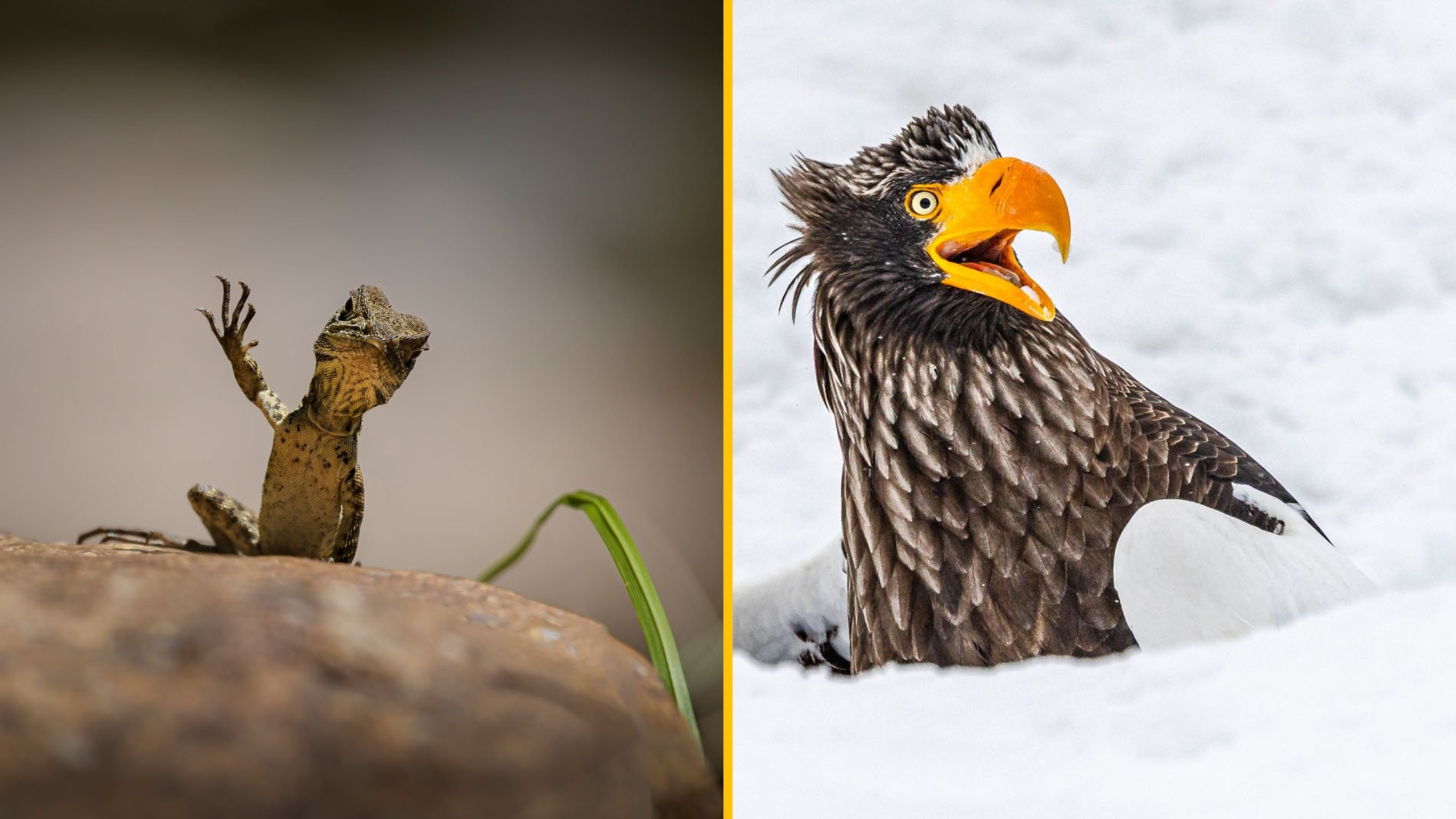 10 najvtipnejších fotiek zvierat roku 2025: Nikon Comedy Wildlife Awards opäť nesklamali