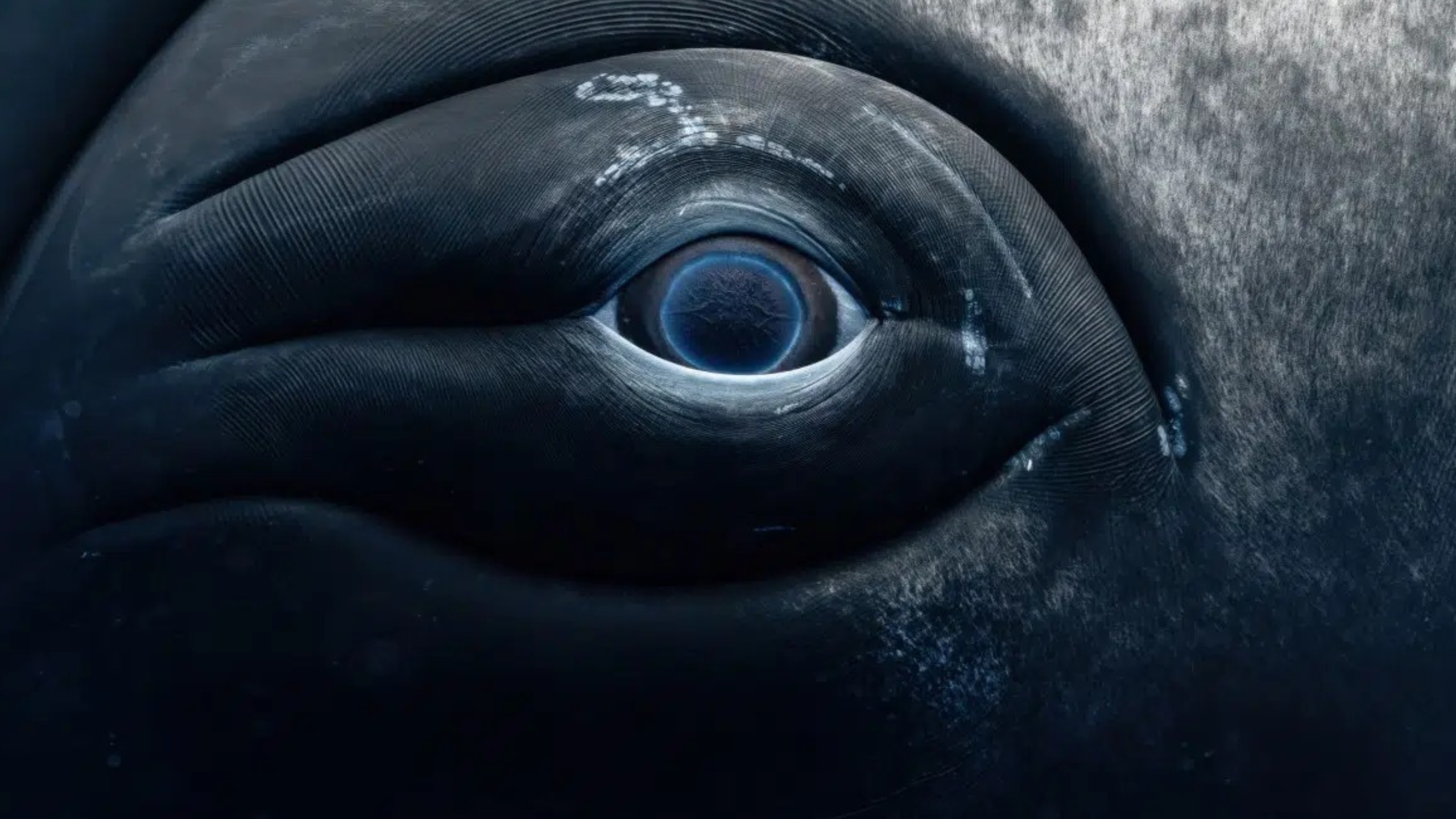 15 úchvatných fotografií oceánov a ich obyvateľov – víťazi súťaže UNWOD 2025