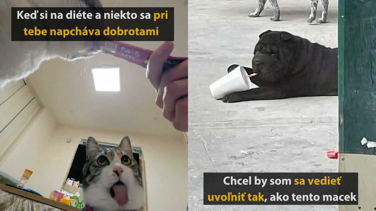 10 vtipných fotografií, pri ktorých si uvedomíte, že aj zvieratá majú zmysel pre humor #3