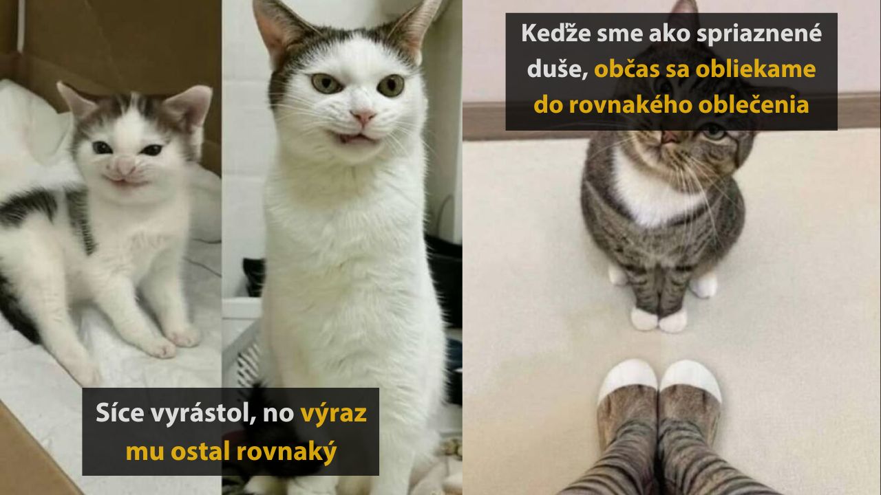 10 krásnych mačacích príbehov, ktoré vás chytia za srdce, 2.časť