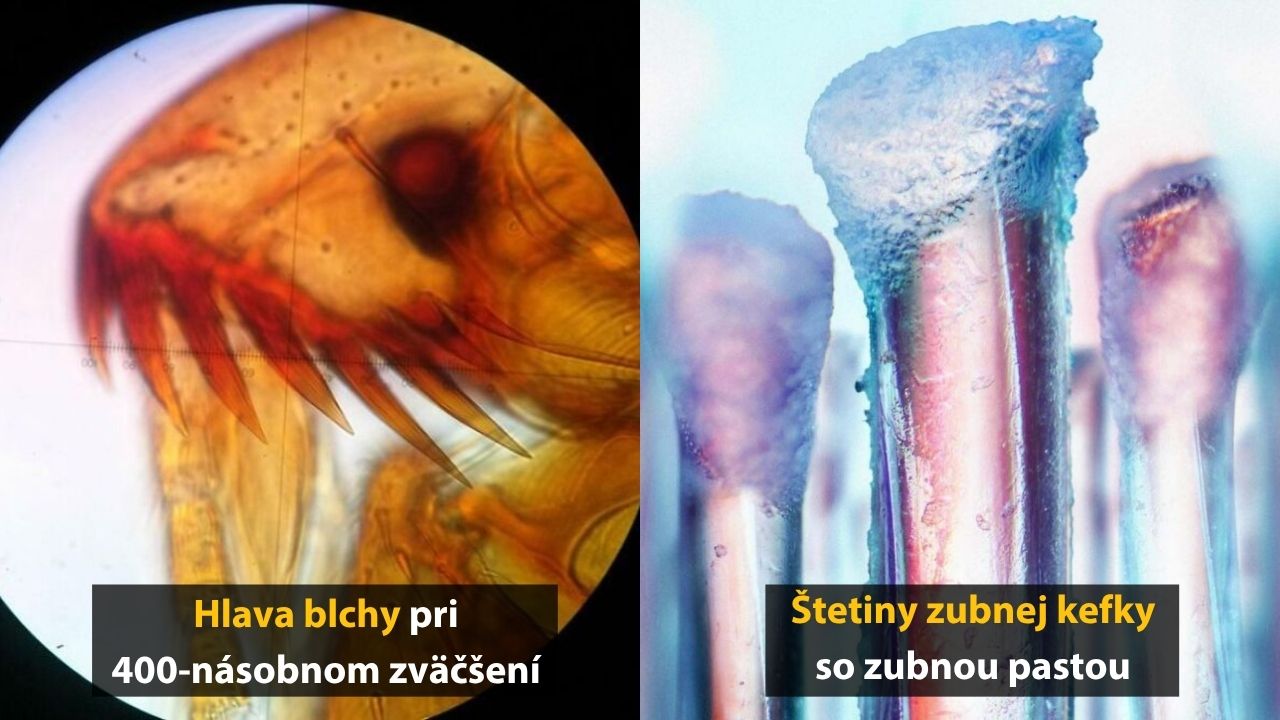 10 fotografií predmetov pod mikroskopom, ktoré ste ešte určite nevideli – 4. časť