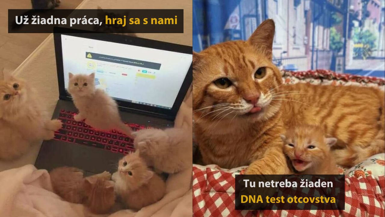 10 krásnych mačacích príbehov, ktoré vás chytia za srdce, 3.časť