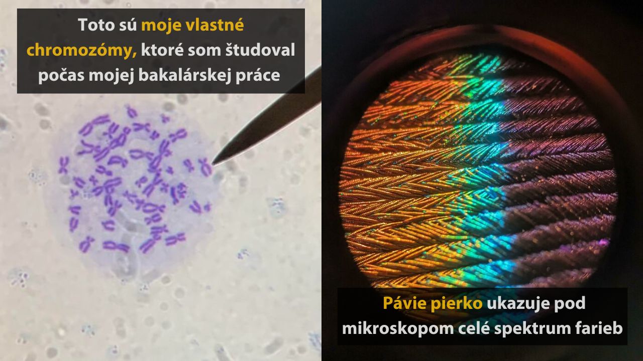 10 fotografií predmetov pod mikroskopom, ktoré ste ešte určite nevideli – 1. časť