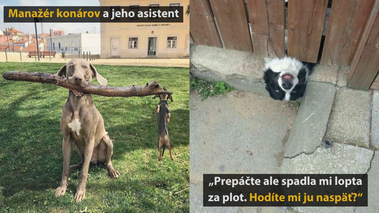 10 vtipných fotografií, pri ktorých si uvedomíte, že aj zvieratá majú zmysel pre humor #1
