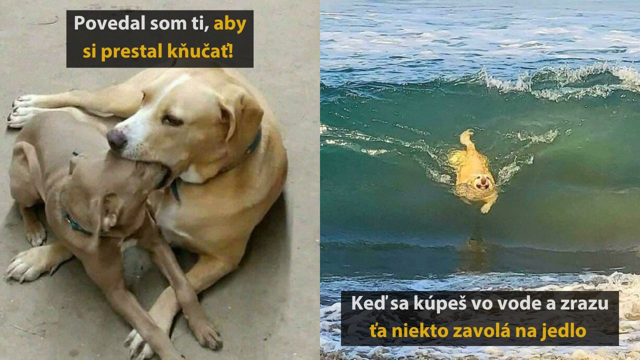 10 vtipných fotografií, pri ktorých si uvedomíte, že aj zvieratá majú zmysel pre humor #2