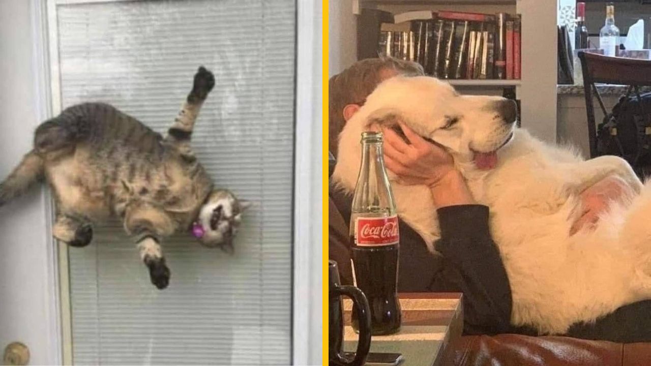 10 vtipných fotiek zo života zvierat, ktoré pobavia asi každého