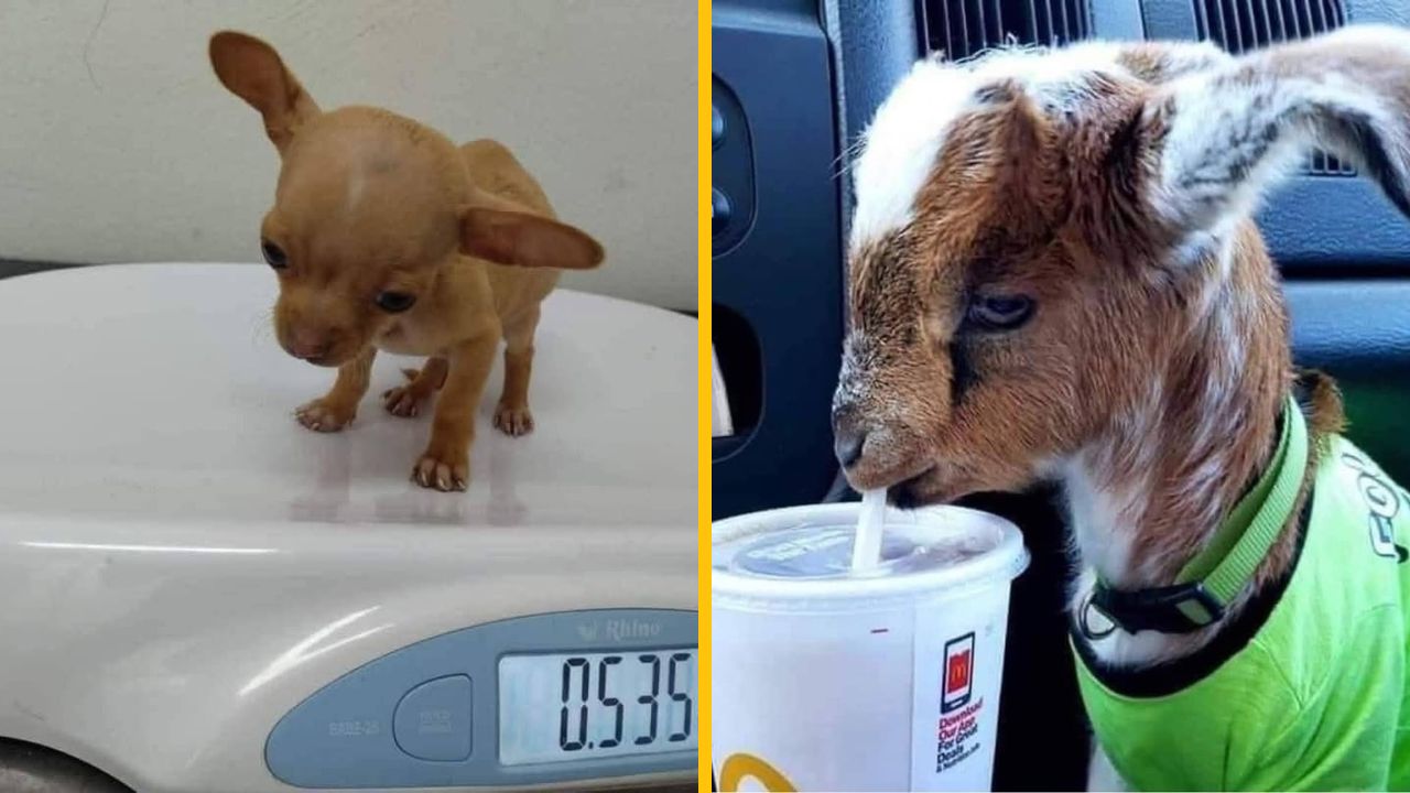 10 vtipných fotiek zo života zvierat, ktoré pobavia asi každého #2