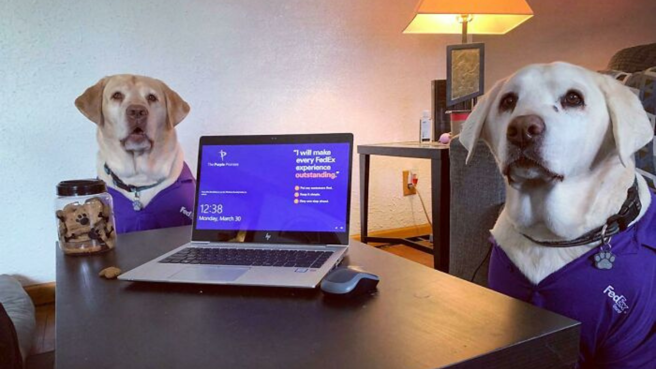 15 fotiek, ktoré ukazujú, že home office nie je ani zďaleka taký zlý (1. časť)